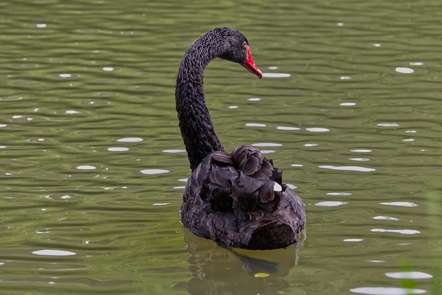 Free Water Bird Swan photo and picture
