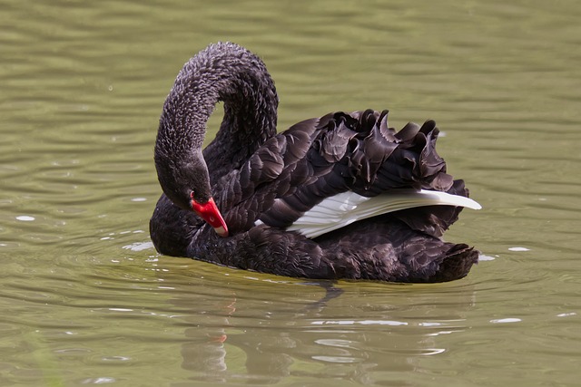 Free Wildlife Nature photo and picture