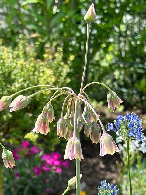 Free Spring Summer photo and picture