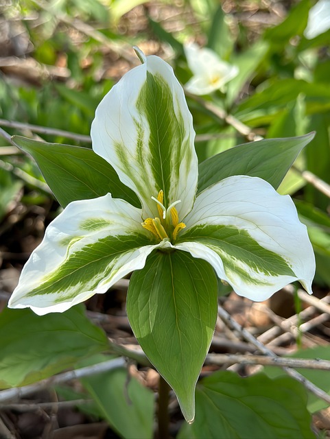 Kvetina, Kvetinové Pozadie, Trillium