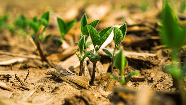 Plantas, Naturaleza, Jardín, Crecimiento