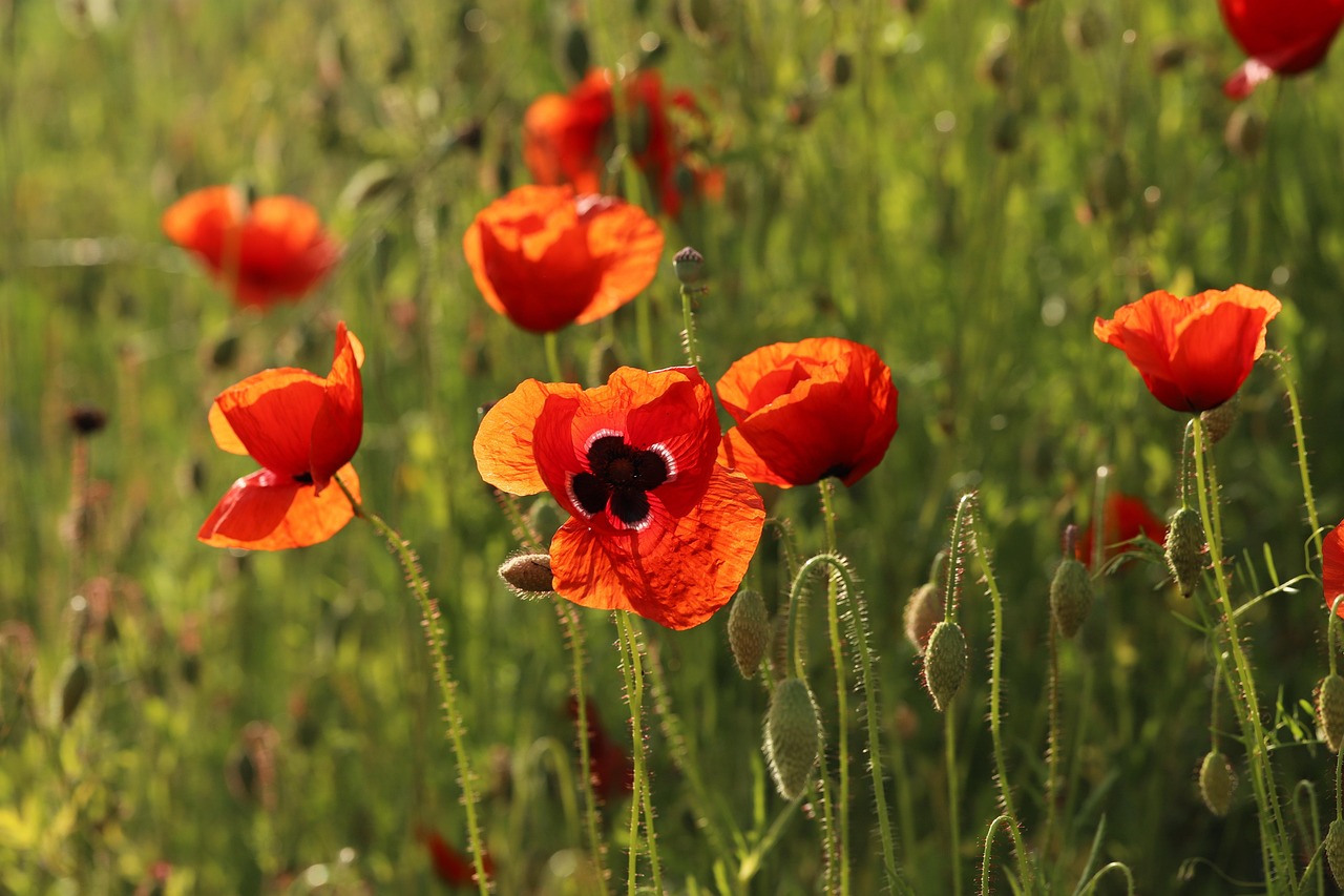 Blumen Mohn Mohnfeld - Kostenloses Foto auf Pixabay - Pixabay