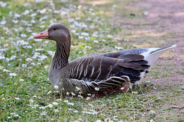 Greylag Goose, Wild Goose, Goose