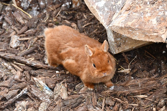 Free Rabbit Roux photo and picture
