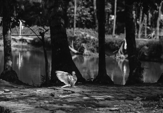 Free Bird Nature photo and picture