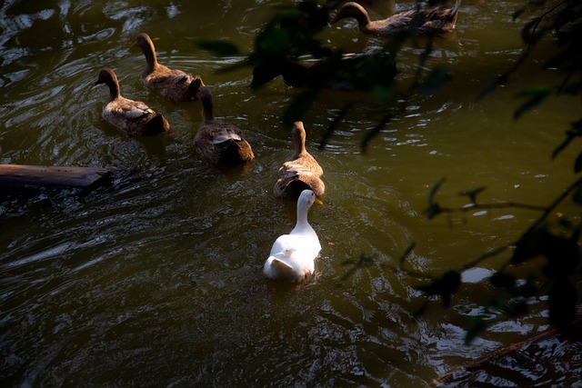 Free Duck Bird photo and picture