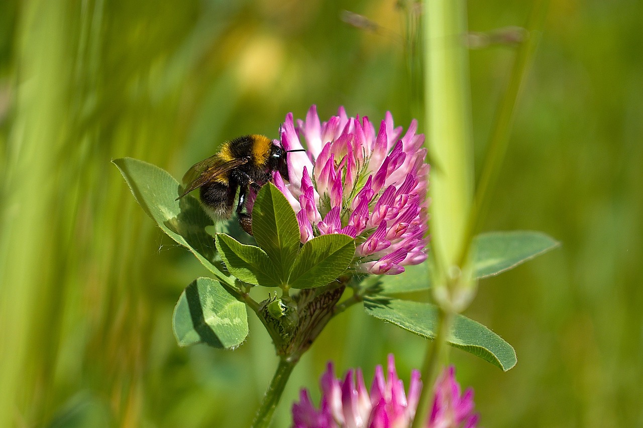 Bumble Bee Insect Bumble Bee Insect