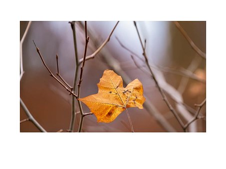 Free Fall Leaf photo and picture