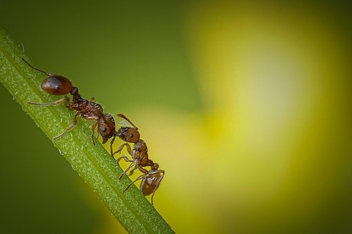 Free Ants Wildlife photo and picture