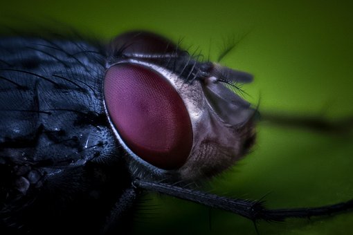 Free Fly Insect photo and picture