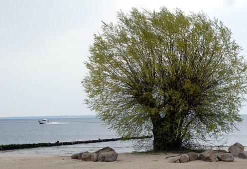 Free Tree Boat photo and picture