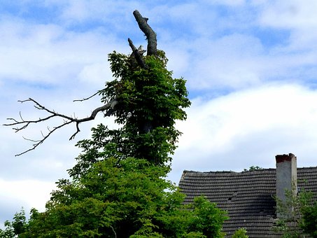 Free Tree Landscape photo and picture