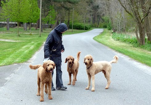 Free Blumenthal Standard Poodle photo and picture