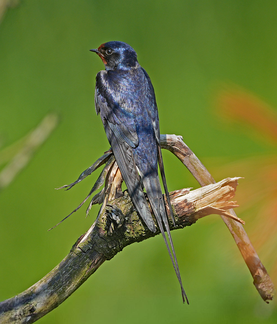 Free landsvale bird nature illustration