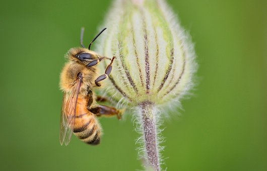 Honningbi, Insekt, Natur, Bestøvning