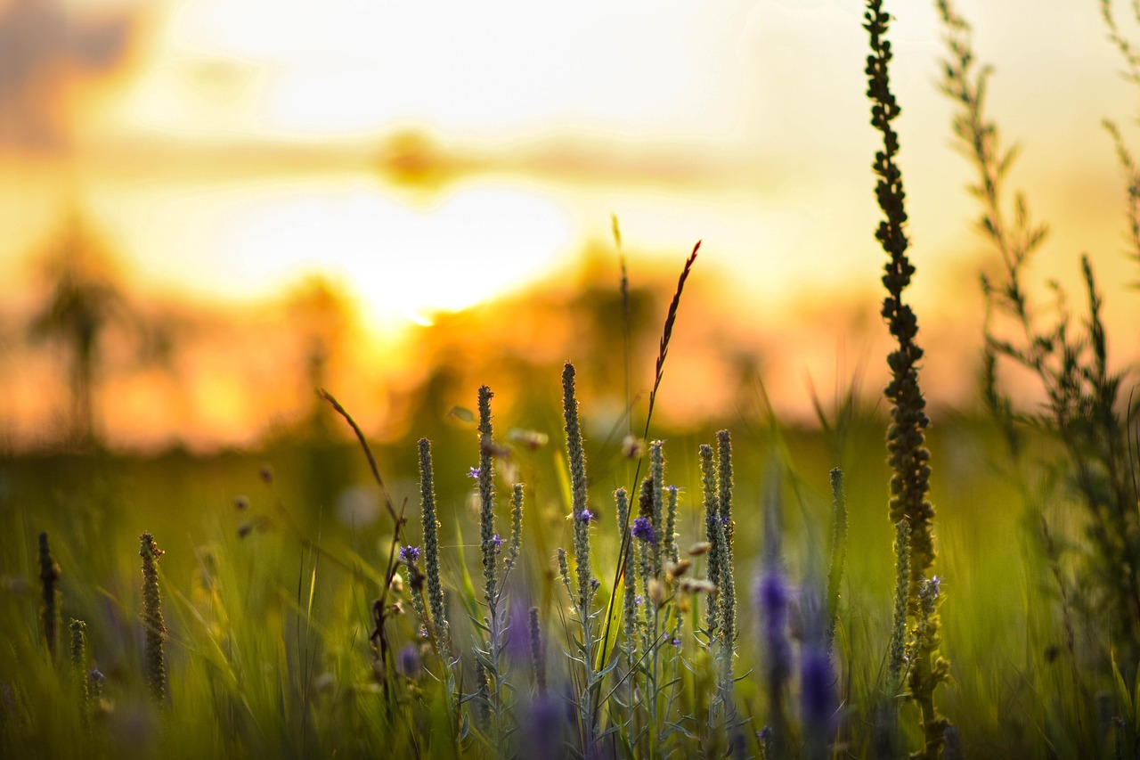 Fleurs La Nature Bloom - Photo gratuite sur Pixabay - Pixabay