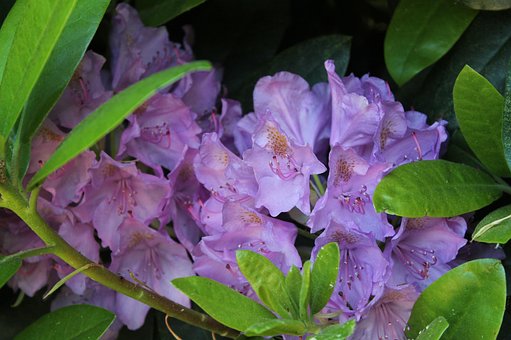 Rhododendron, Blomstre, Blomst, Lilla