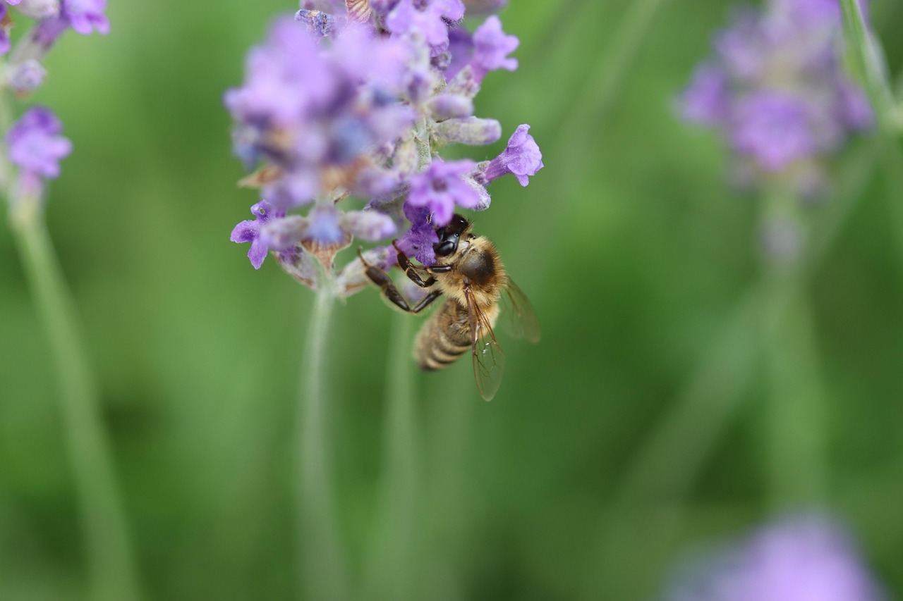 Bee Insect Nature - Free photo on Pixabay