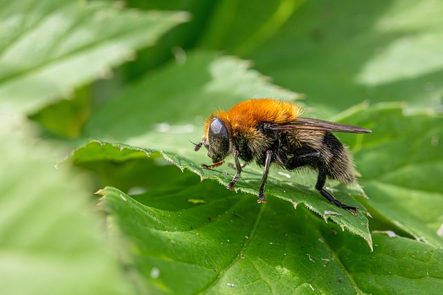Free Greater Bulb Fly Merodon Equestris photo and picture