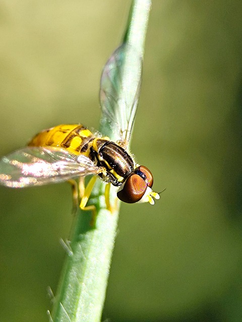 Libélula, Insecto, Alas, Macro