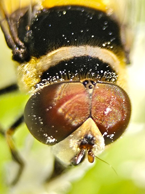 Volar, Macro, Zoom, Naturaleza, Insectos