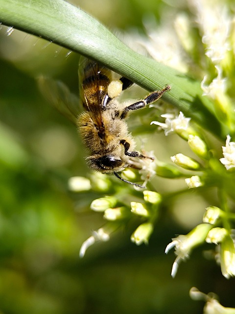 Abeja, Insecto, Naturaleza, Polinización