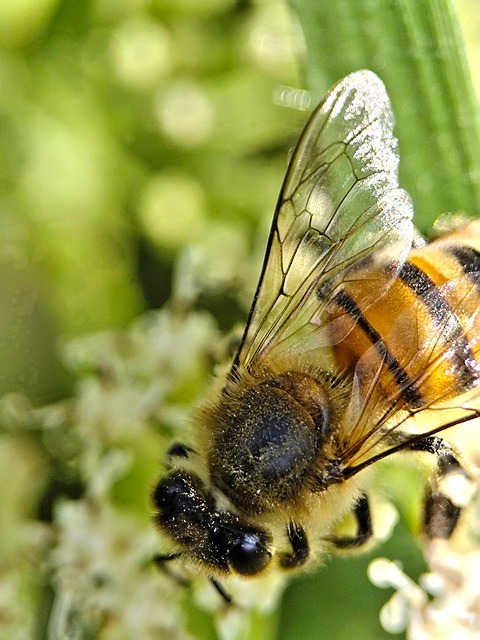 Abeja, Insecto, Naturaleza, Polinización