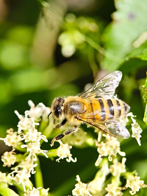 Insecto, Abeja, Entomología, Especies