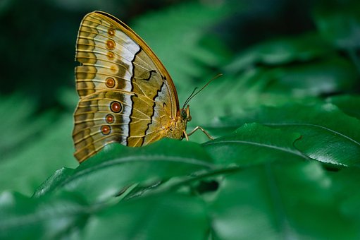 Inseto, Borboleta, Entomologia, Asas