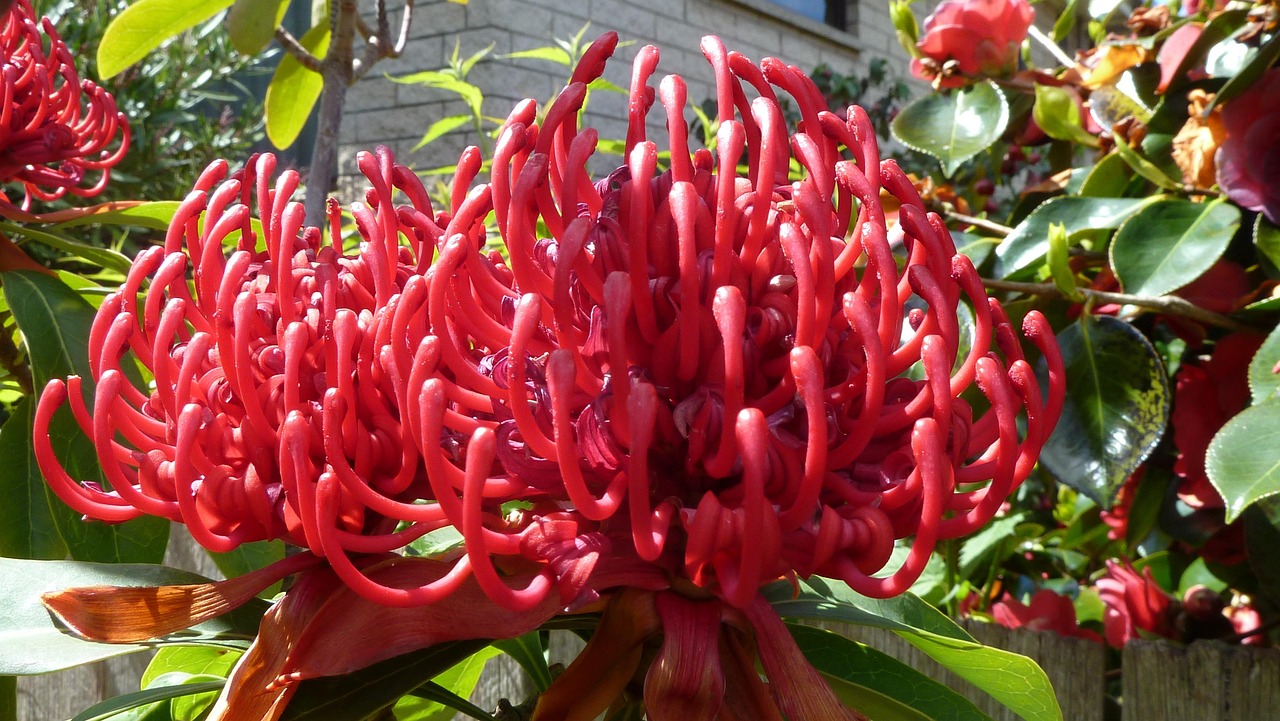 Fleurs Rouges Picots Australie Warata Fleur Australie - Photo gratuite sur Pixabay - Pixabay