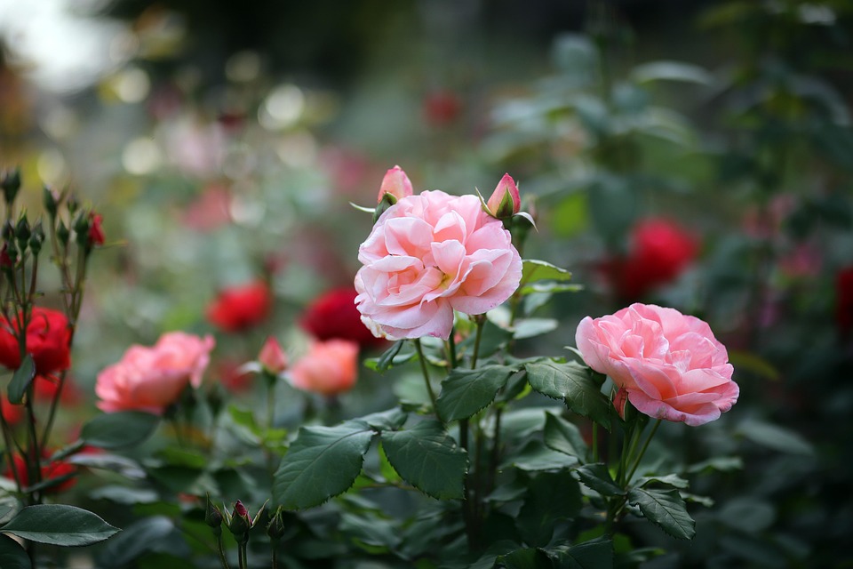 Hd Spring Flowers Roses Flowers Rose Spring - Free photo on Pixabay