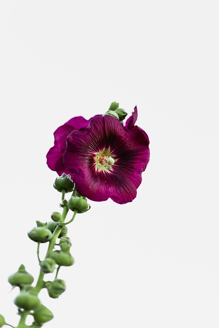Free Pink Nature photo and picture