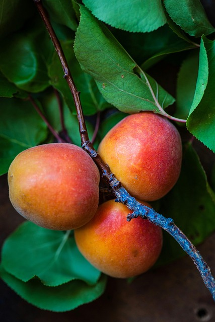 Free Apple Fruit photo and picture