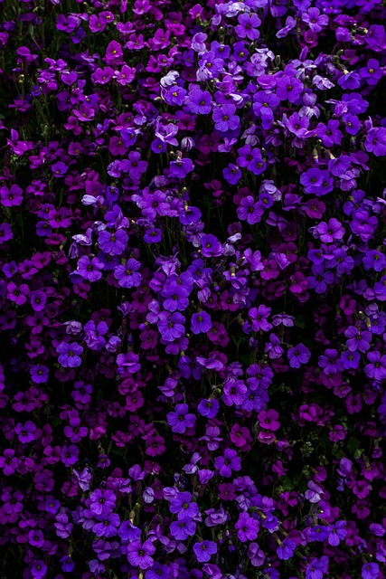 Free Blue Nature photo and picture