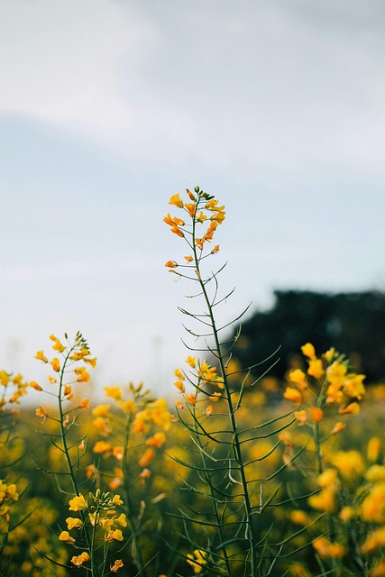 Free Flowers Bloom photo and picture