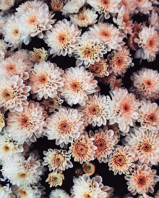 Free Flowers Bloom photo and picture