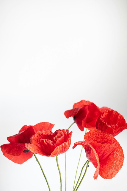 Free Nature Red photo and picture