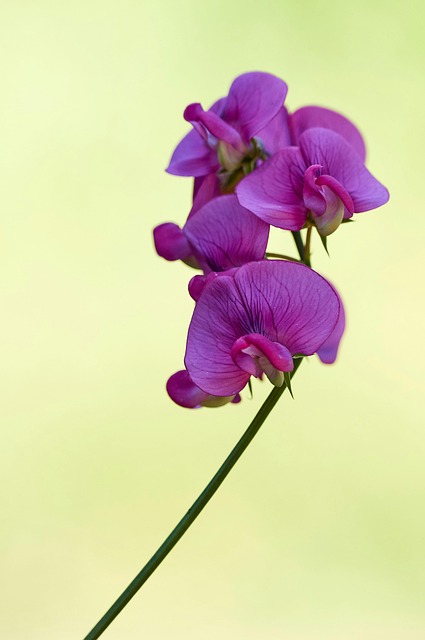 Free Pink Nature photo and picture
