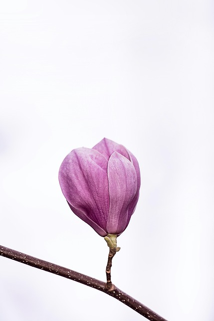 Free Pink Nature photo and picture