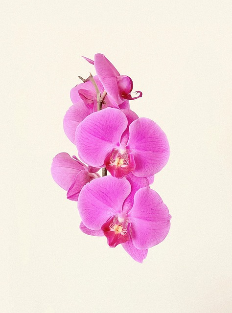 Free Pink Nature photo and picture