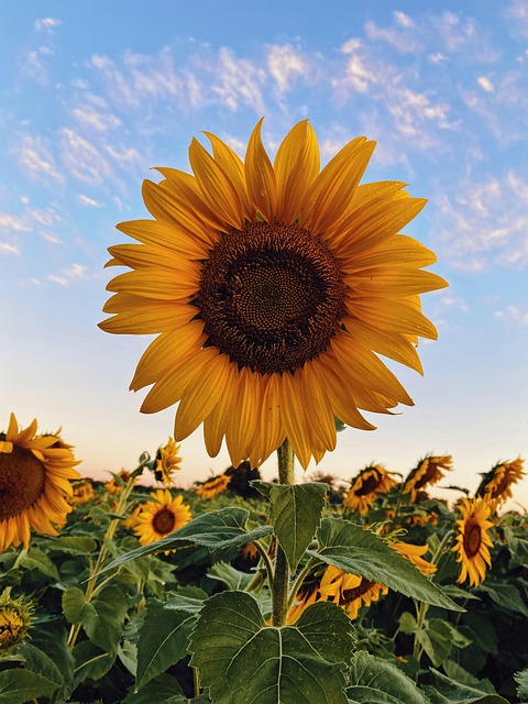 Free Sunflowers Flowers photo and picture