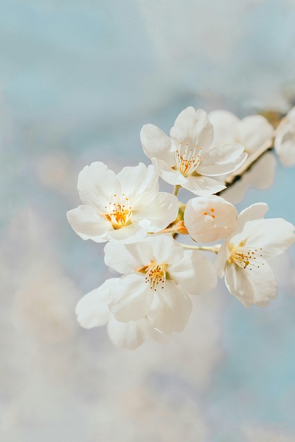 Free White Flower photo and picture