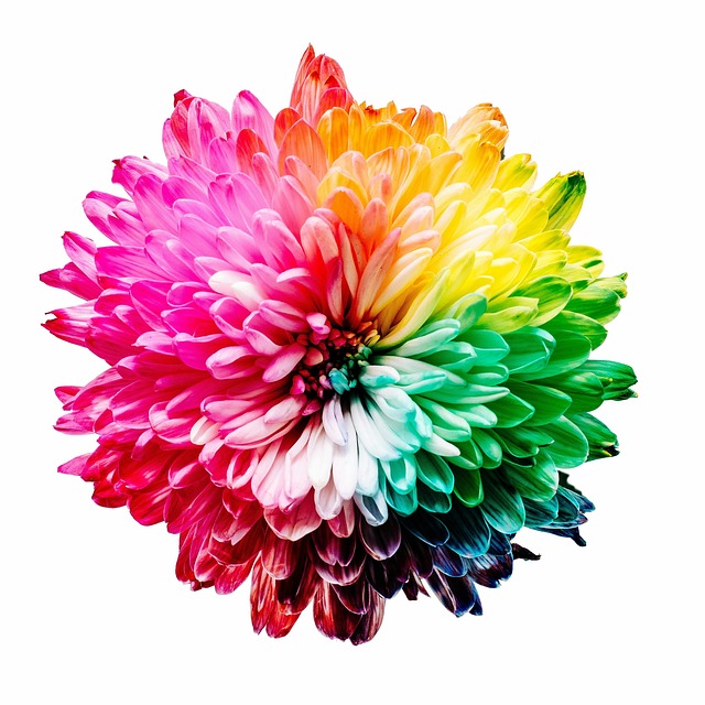 Free White Flower photo and picture