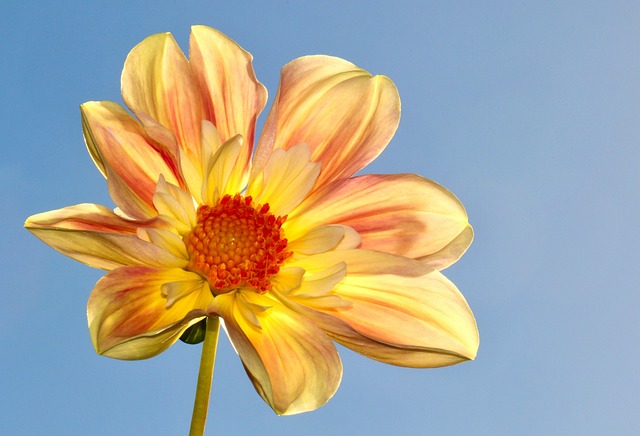 Free Yellow Nature photo and picture