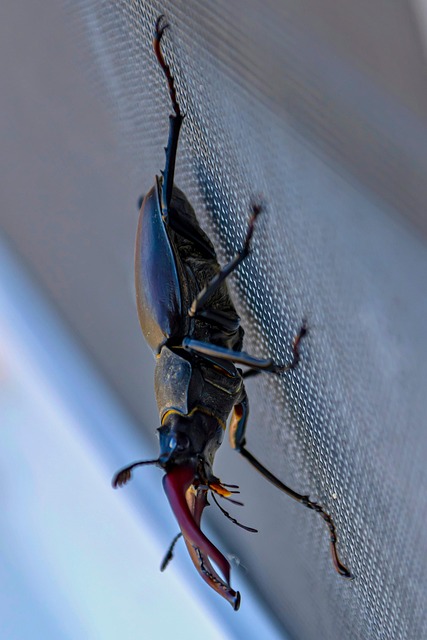 Free Beetle Nature photo and picture