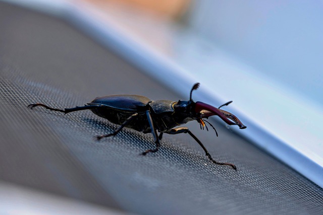 Free Beetle Nature photo and picture