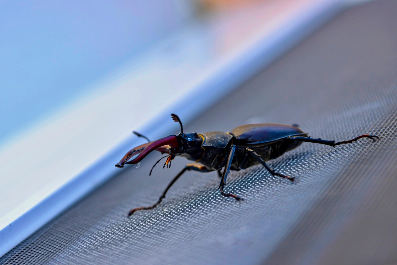 Free Beetle Nature photo and picture