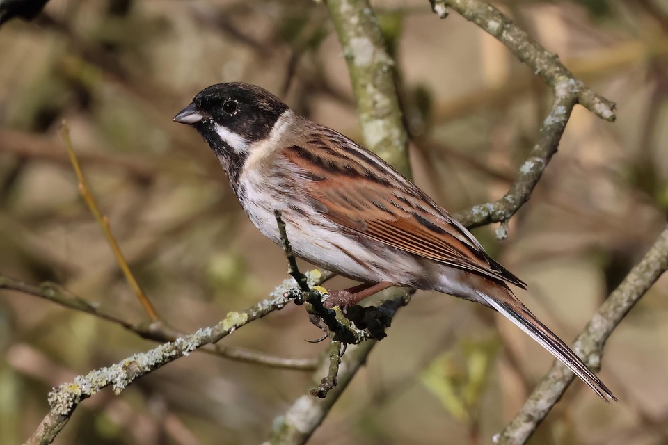 Bird Reed Bunting Ornithology - Free photo on Pixabay - Pixabay