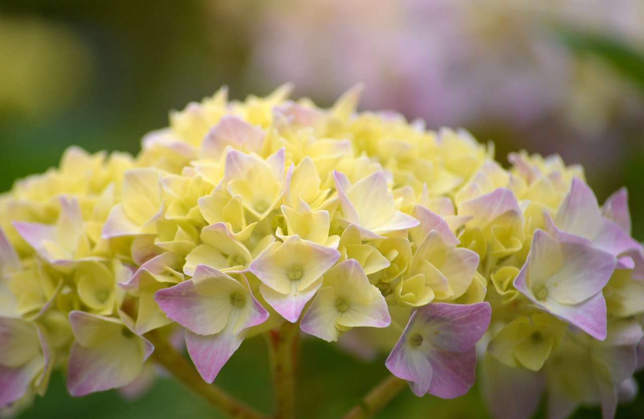 Hydrangea Shrub Ornamental - Free photo on Pixabay - Pixabay