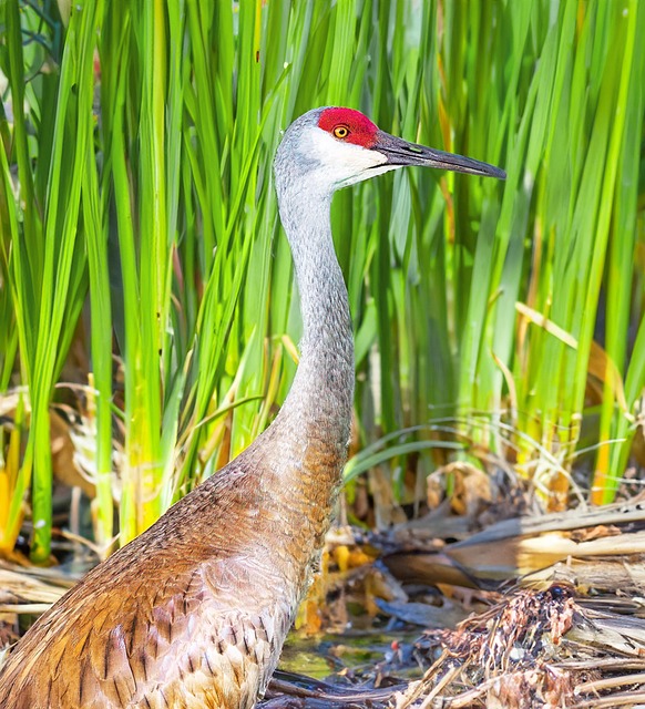 Vogel, Natur, Vogelkunde, Kran, Spezies